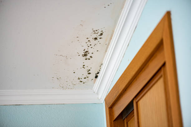 Mold Documentation for Insurance Claims